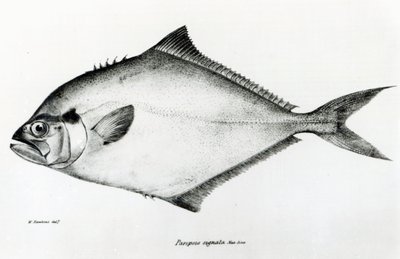 Paropsis Signata, tablica 13 z „Zoologii podróży H.M.S Beagle, 1832-36” Karola Darwina autorstwa English School