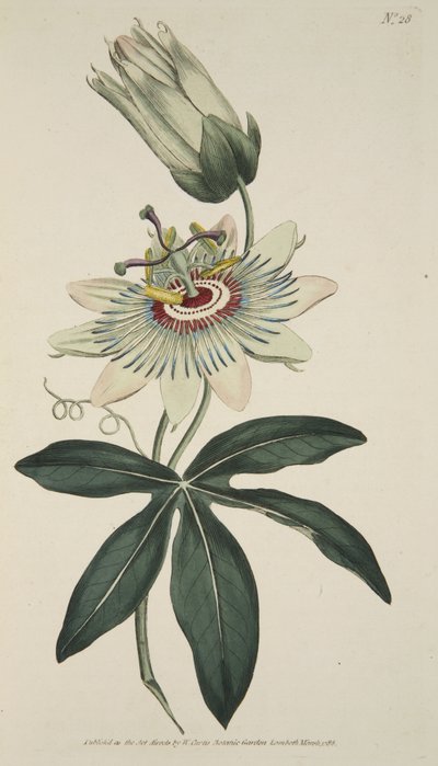 Passiflora Caerulea (Common Passion Flower), z The Botanical Magazine lub Flower Garden Displayed, wyd. 1786 (ręcznie kolorowane grawerowanie) autorstwa English School