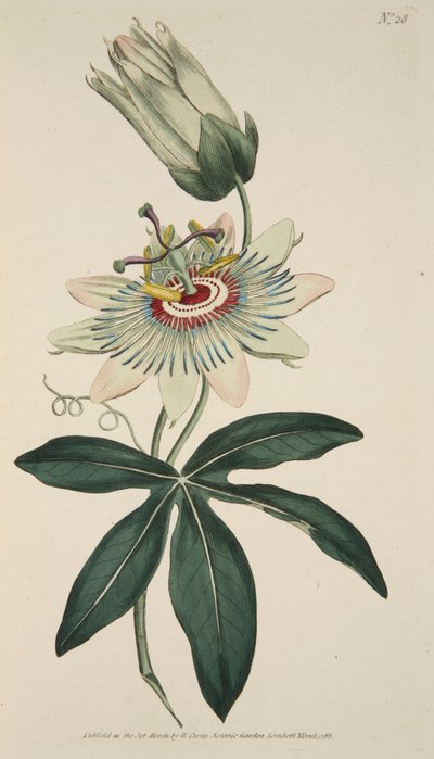 Passiflora Coerulea Męczennica pospolita, wyd. 1786 ręcznie kolorowane grawerowanie. autorstwa English School