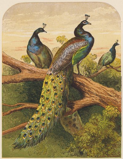 Pawie (litografia kolorowa) autorstwa English School