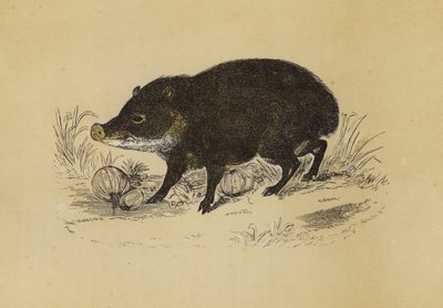 Pekari (kolorowa litografia) autorstwa English School