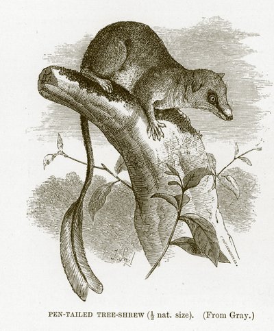 Ryjówka australijska, ilustracja z Królewskiej Historii Naturalnej autorstwa English School