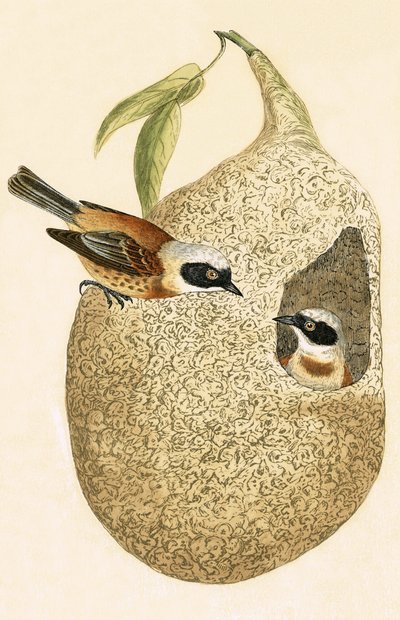 Penduline Tit, ilustracja z „Historii ptaków Europy nieobserwowanych na wyspach brytyjskich” Charlesa Roberta Bree (1811-86), opublikowana w 1867 r. autorstwa English School