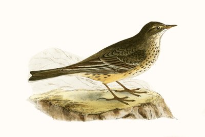 Pennsylvanian Pipit, ilustracja z „Historii ptaków Europy nieobserwowanych na wyspach brytyjskich” Charlesa Roberta Bree (1811-86), opublikowana w 1867 r. autorstwa English School