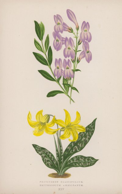Krasifolium pięciolistkowe; Erytron amerykański (kolor lito) autorstwa English School