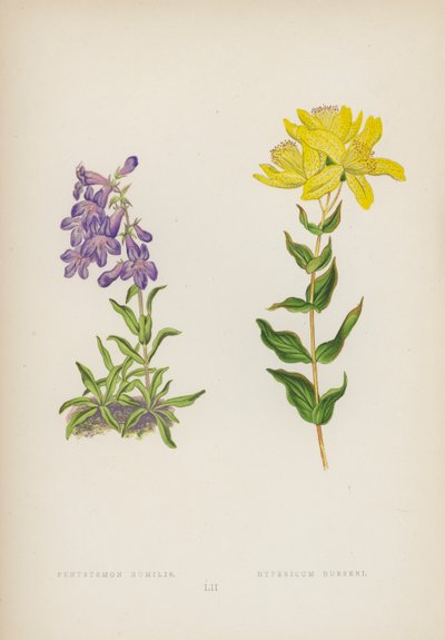 Pokorny Pentstemon; Hypericum Burseri (kolor lito) autorstwa English School