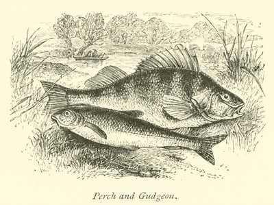 Okoń i Gudgeon autorstwa English School