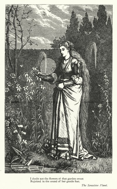 Percy Bysshe Shelley: Ilustracja do Wrażliwej rośliny (rycina) autorstwa English School
