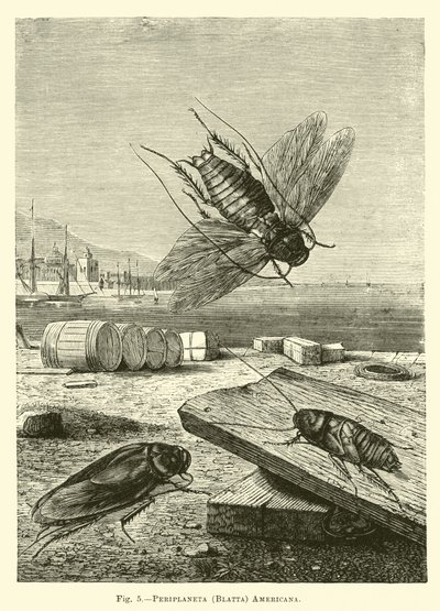 Periplaneta (Blatta) amerykańska autorstwa English School
