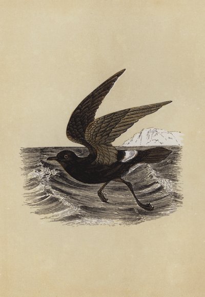 Petrel (litografia kolorowa) autorstwa English School