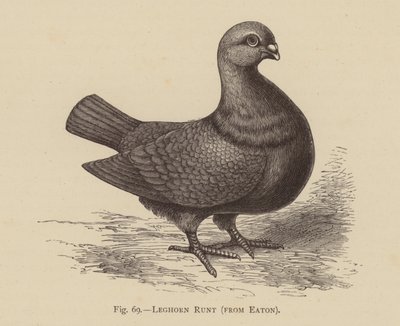Gołębie: Leghorn Runt, firmy Eaton (grawerowanie) autorstwa English School