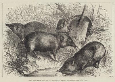 Pigmy Hogs z Indii w Ogrodach Towarzystwa Zoologicznego (grawerowanie) autorstwa English School