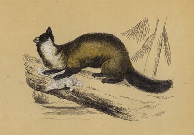Pine Marten (kolorowa litografia) autorstwa English School
