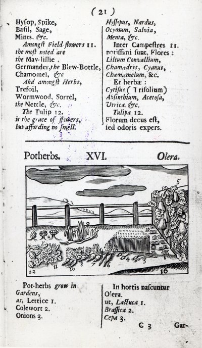 Hodowla roślin z „Orbis sensualism pictus” Johanna Amosa Comeniusa, wydana ok. 1689 r. autorstwa English School
