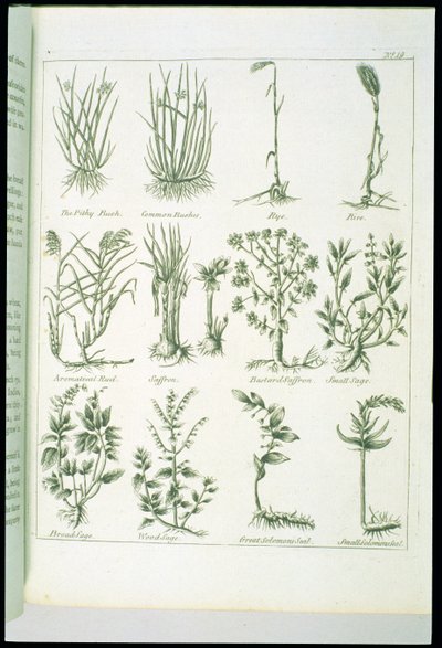Rośliny z Culpepers English Physician and Complete Herbal, opublikowane w 1790 r. autorstwa English School