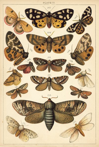 Talerz Motyle i ćmy naszego kraju (chromolitho) autorstwa English School