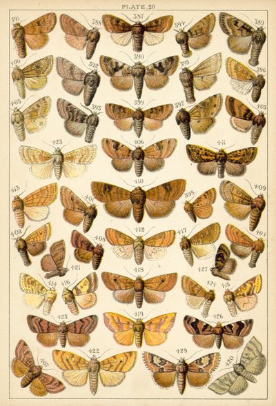 Talerz Motyle i ćmy naszego kraju (chromolitho) autorstwa English School