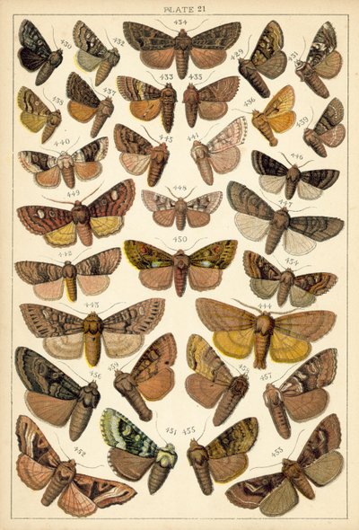 Talerz Motyle i ćmy naszego kraju (chromolitho) autorstwa English School