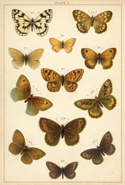Talerz Motyle i ćmy naszego kraju (chromolitho) autorstwa English School