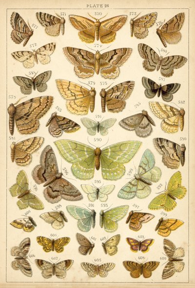 Talerz Motyle i ćmy naszego kraju (chromolitho) autorstwa English School