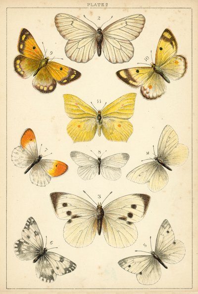 Talerz Motyle i ćmy naszego kraju (chromolitho) autorstwa English School