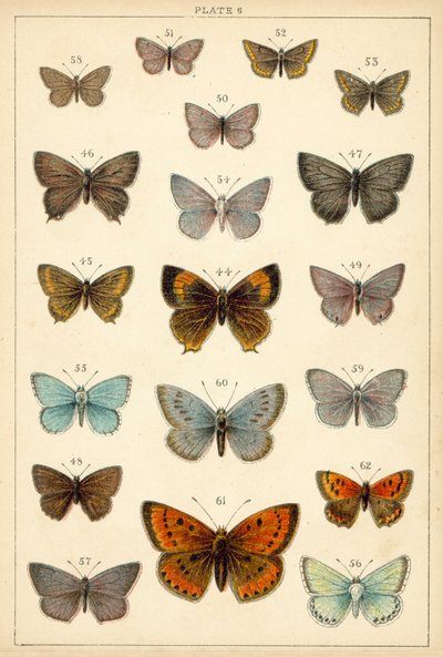 Talerz Motyle i ćmy naszego kraju (chromolitho) autorstwa English School