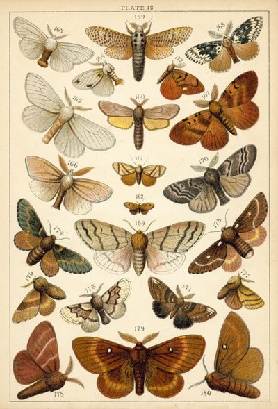 Talerz Motyle i ćmy naszego kraju (chromolitho) autorstwa English School