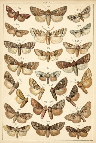 Talerz Motyle i ćmy naszego kraju (chromolitho) autorstwa English School