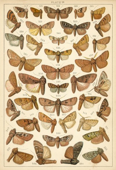 Talerz Motyle i ćmy naszego kraju (chromolitho) autorstwa English School