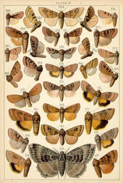 Talerz Motyle i ćmy naszego kraju (chromolitho) autorstwa English School