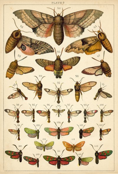 Talerz Motyle i ćmy naszego kraju (chromolitho) autorstwa English School