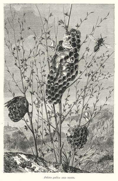 Polistes gallica i gniazda (rycina) autorstwa English School