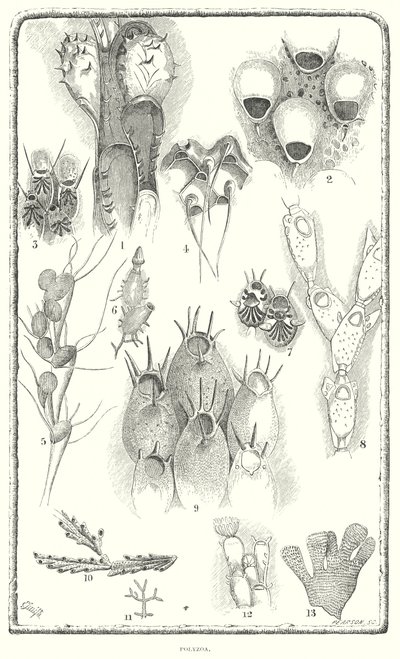 Polyzoa (grawerunek) autorstwa English School