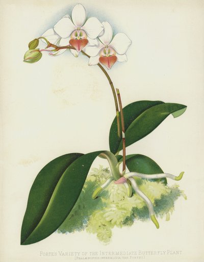 Portes Odmiana pośredniej rośliny motylkowej, Phalaenopsis Intermedia, var Portei autorstwa English School