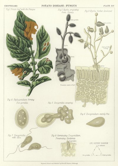 Choroba ziemniaka, grzyb autorstwa English School