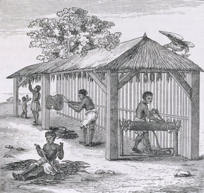 Przygotowanie tytoniu, z "Santo Domingo Past and Present" Samuel Hazard, pub. 1873 autorstwa English School
