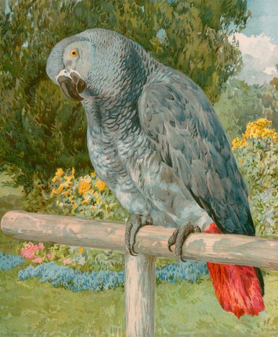Ładna Polly autorstwa English School