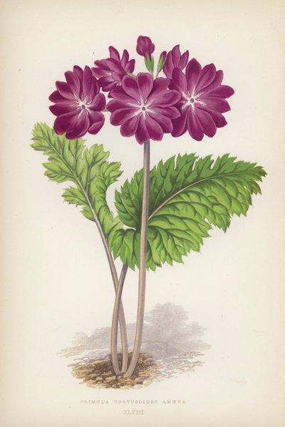 Primula Cortusoides Amoena (kolor lito) autorstwa English School