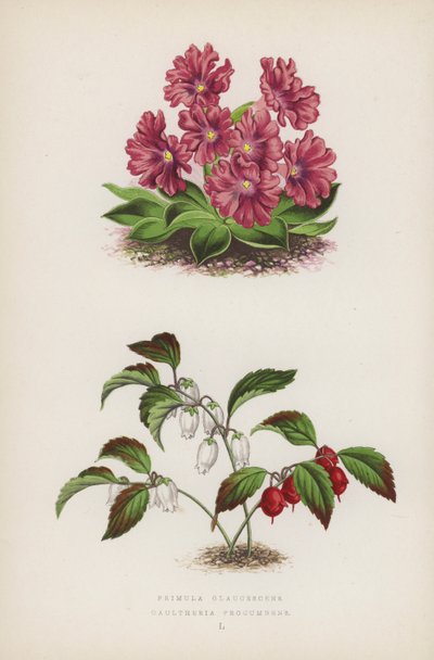 Primula Glaucescens Gaultheria procumbens (kolor lito) autorstwa English School