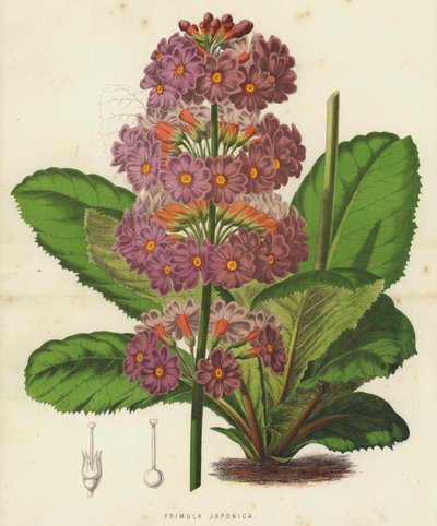 Primula Japonica (chromolitho) autorstwa English School