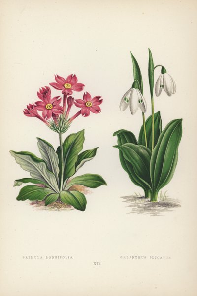 Primula Longifolia; Galanthus plicatus (kolor lito) autorstwa English School