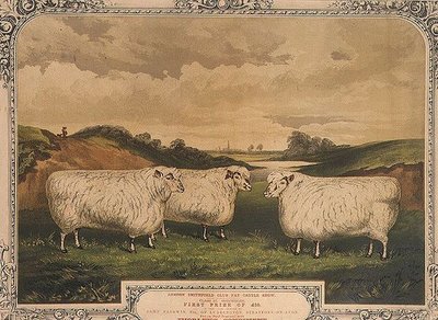Nagroda owca Cotswold, karmiona karmą doprawioną przyprawą Thorley