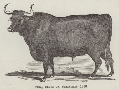 Nagroda Devon ox, Boże Narodzenie autorstwa English School