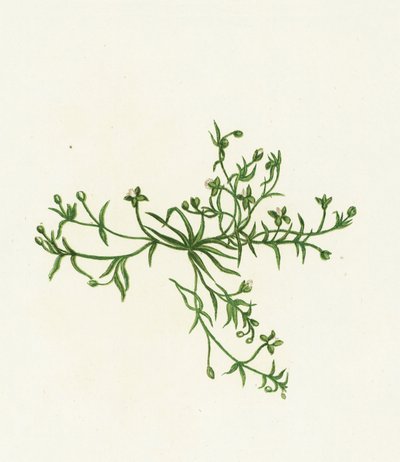 Procumbent Pearl-Wort, Sagina Procumbens autorstwa English School