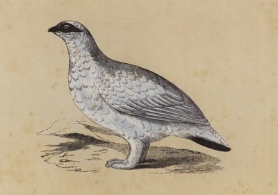 Ptarmigan (kolorowa litografia) autorstwa English School