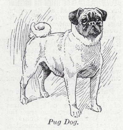 Mops pies (lito) autorstwa English School