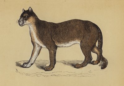 Puma (kolor lito) autorstwa English School