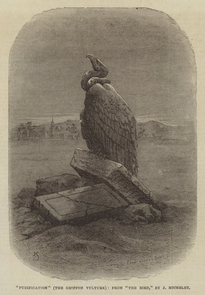 „Purification” (Sęp płowy), z „Ptak” J Micheleta (rycina) autorstwa English School