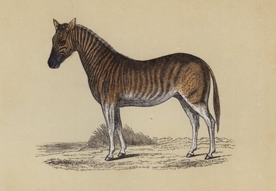 Quagga (kolor lito) autorstwa English School
