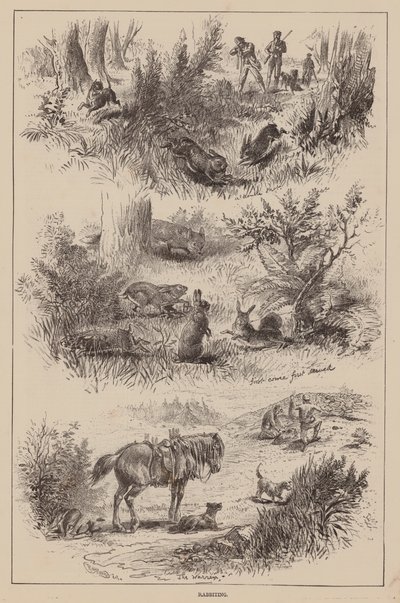 Kaninchenjagd (Gravur) von English School